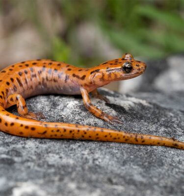 macro photography workshop missouri ozarks