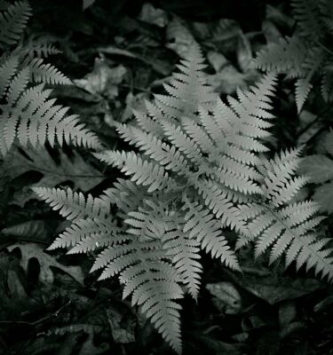 macro photography workshop missouri ozarks