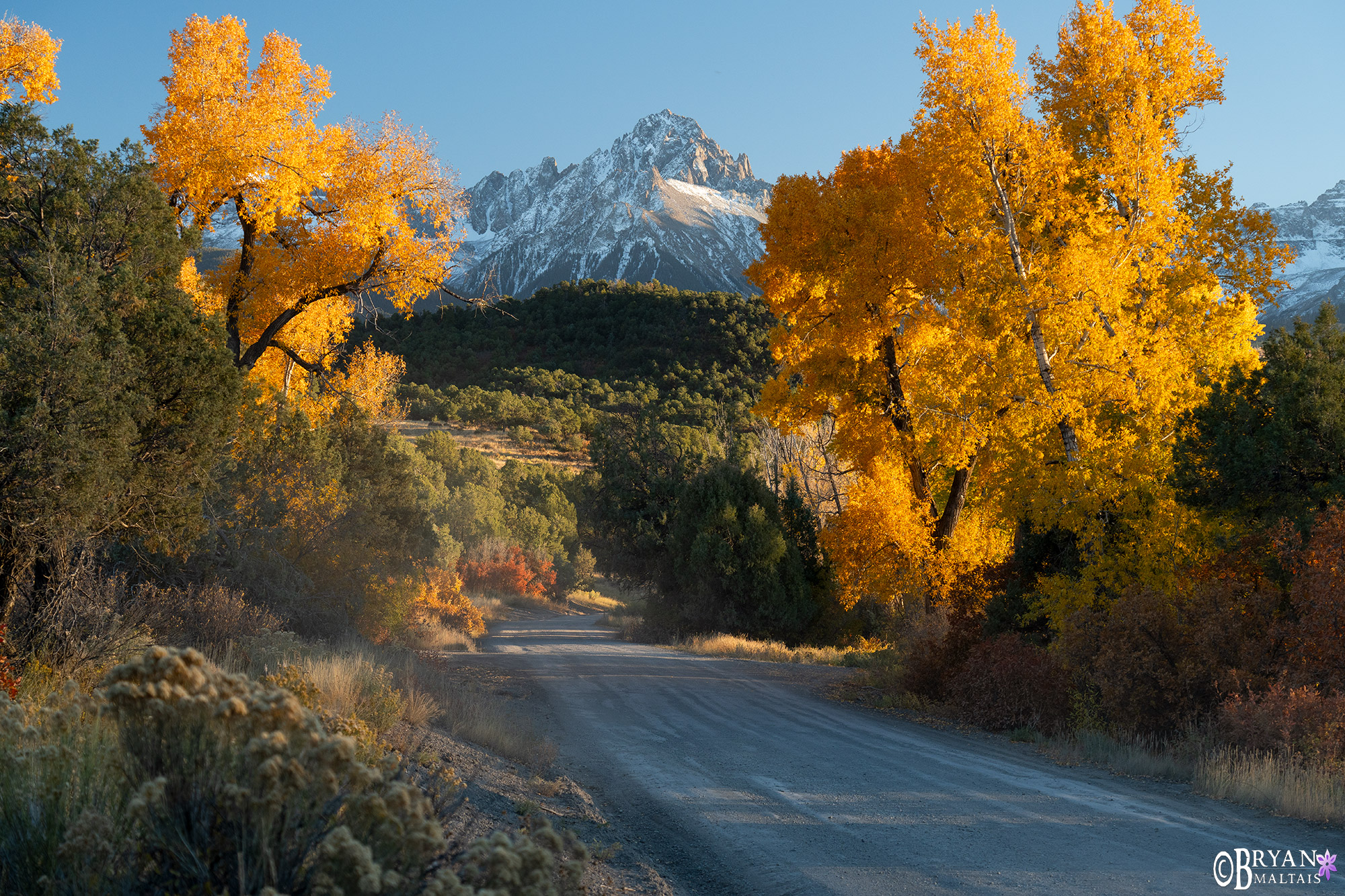 mt sneffels golden cottonwoods ridgway photo print