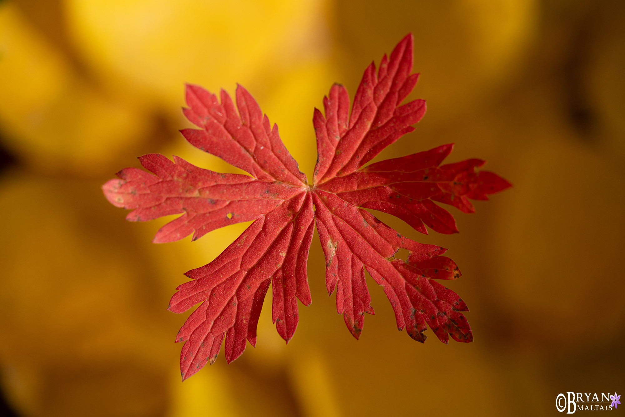 northern cranesbill red fall foliage colorado