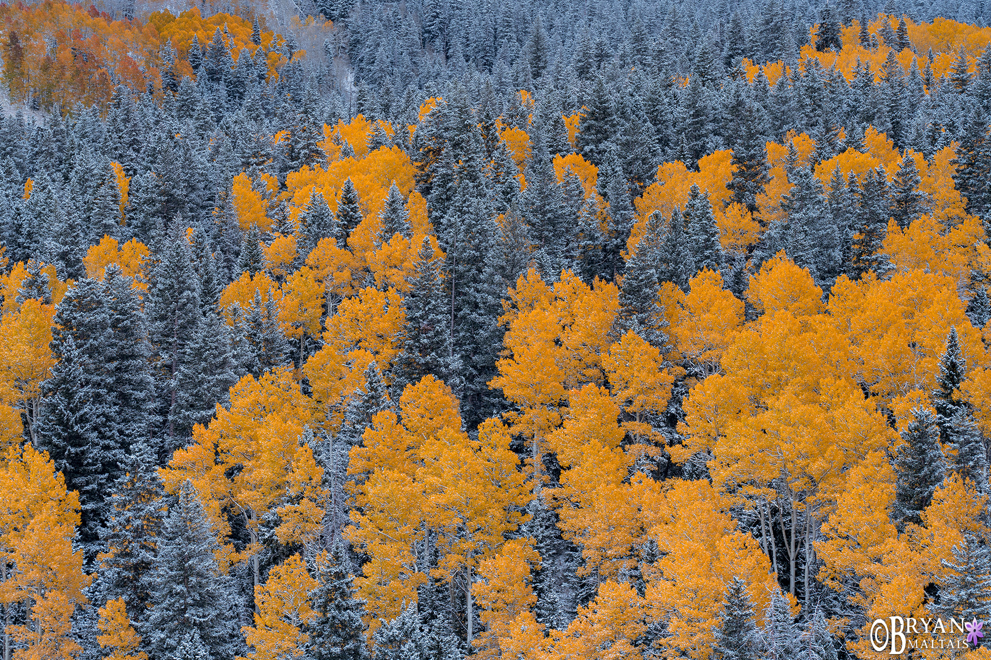 yellow aspens blue spruce contrast