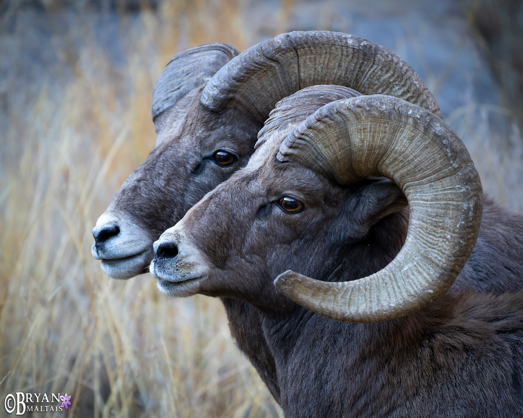 bighorn sheep rams side by side colorado wildlife photography prints