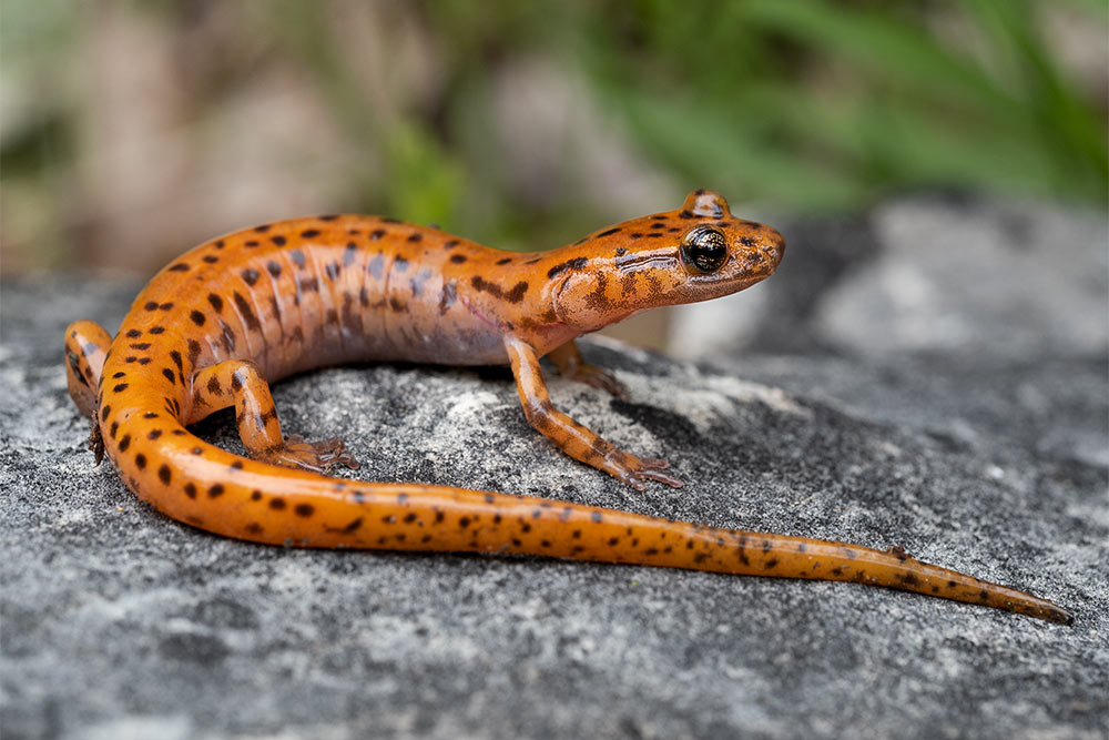 macro photography workshop missouri ozarks herps and insects