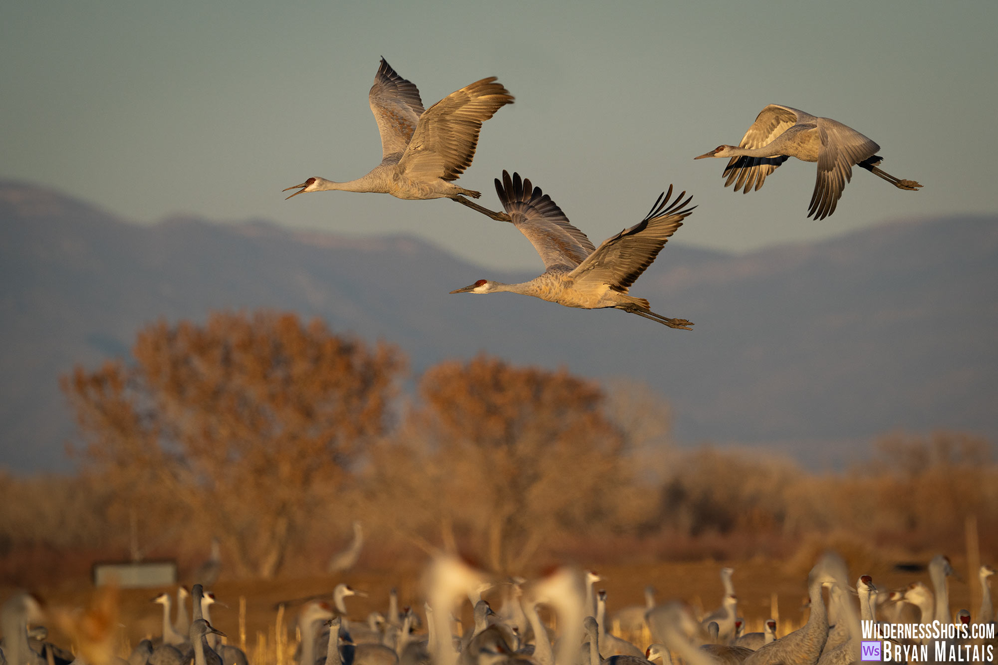 3 samdhill cranes flying bosque