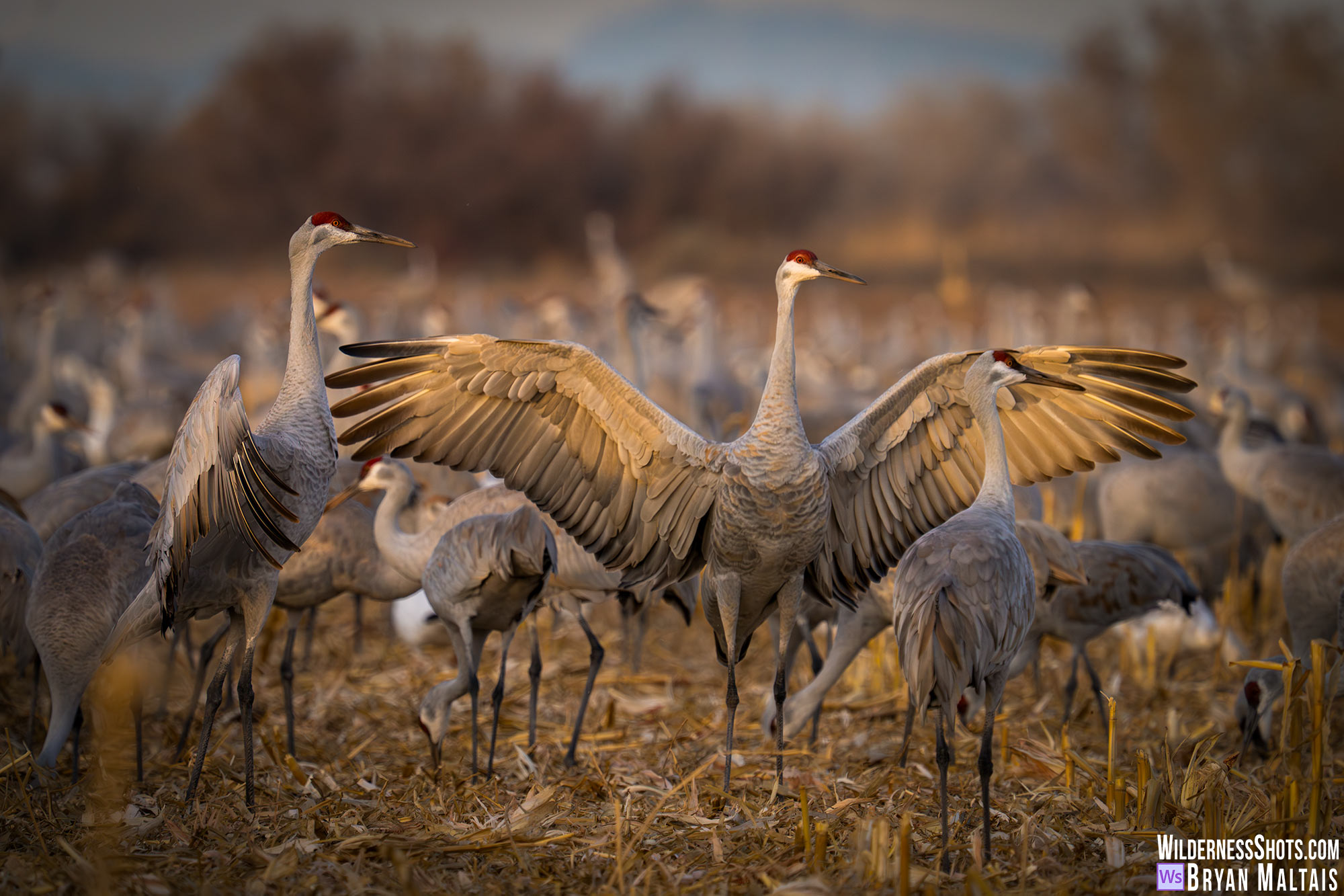 Sandhill Crane wings spread dusk bosque del apache