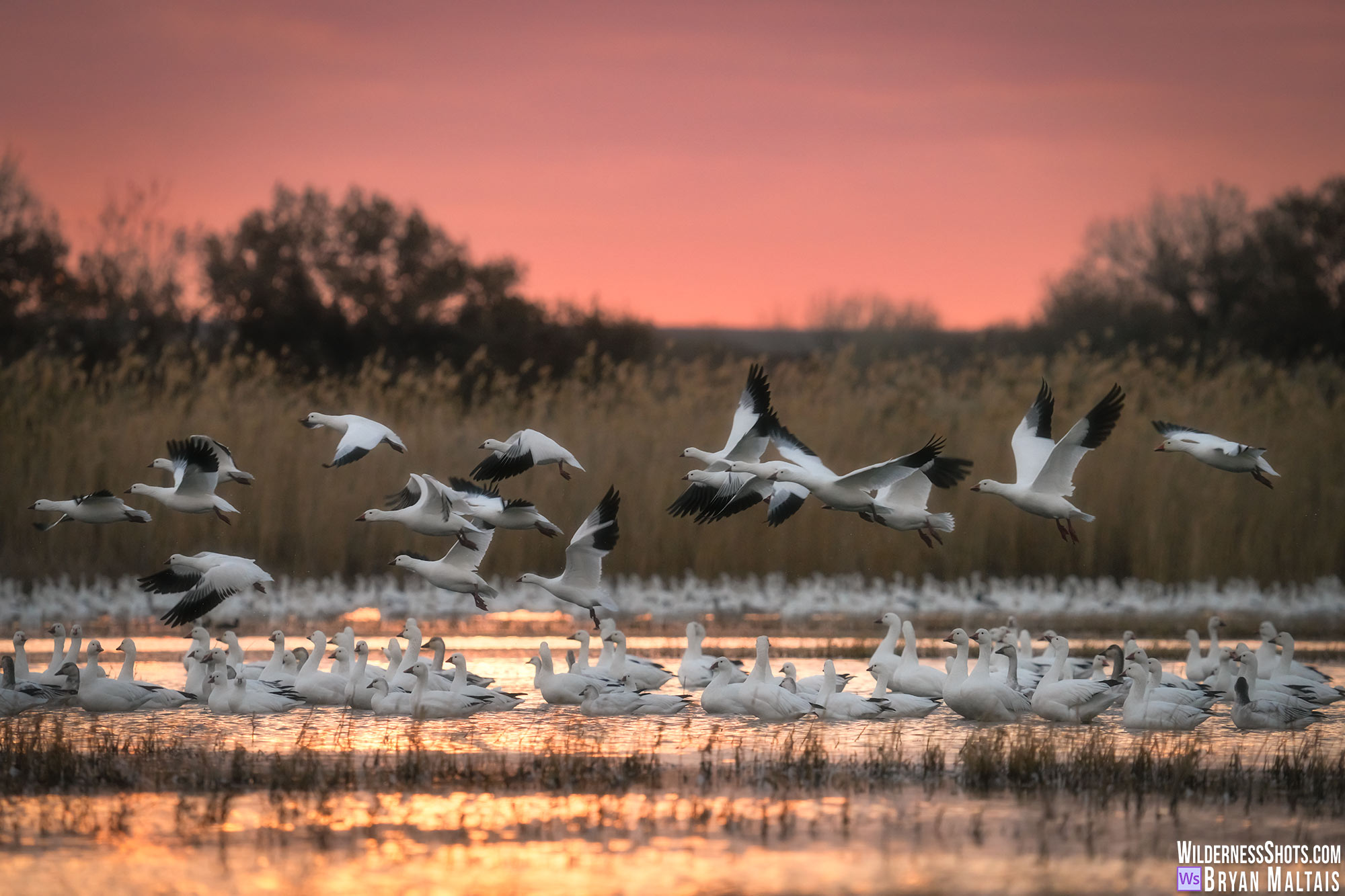 bosque del apache snow goose blast off pink sky