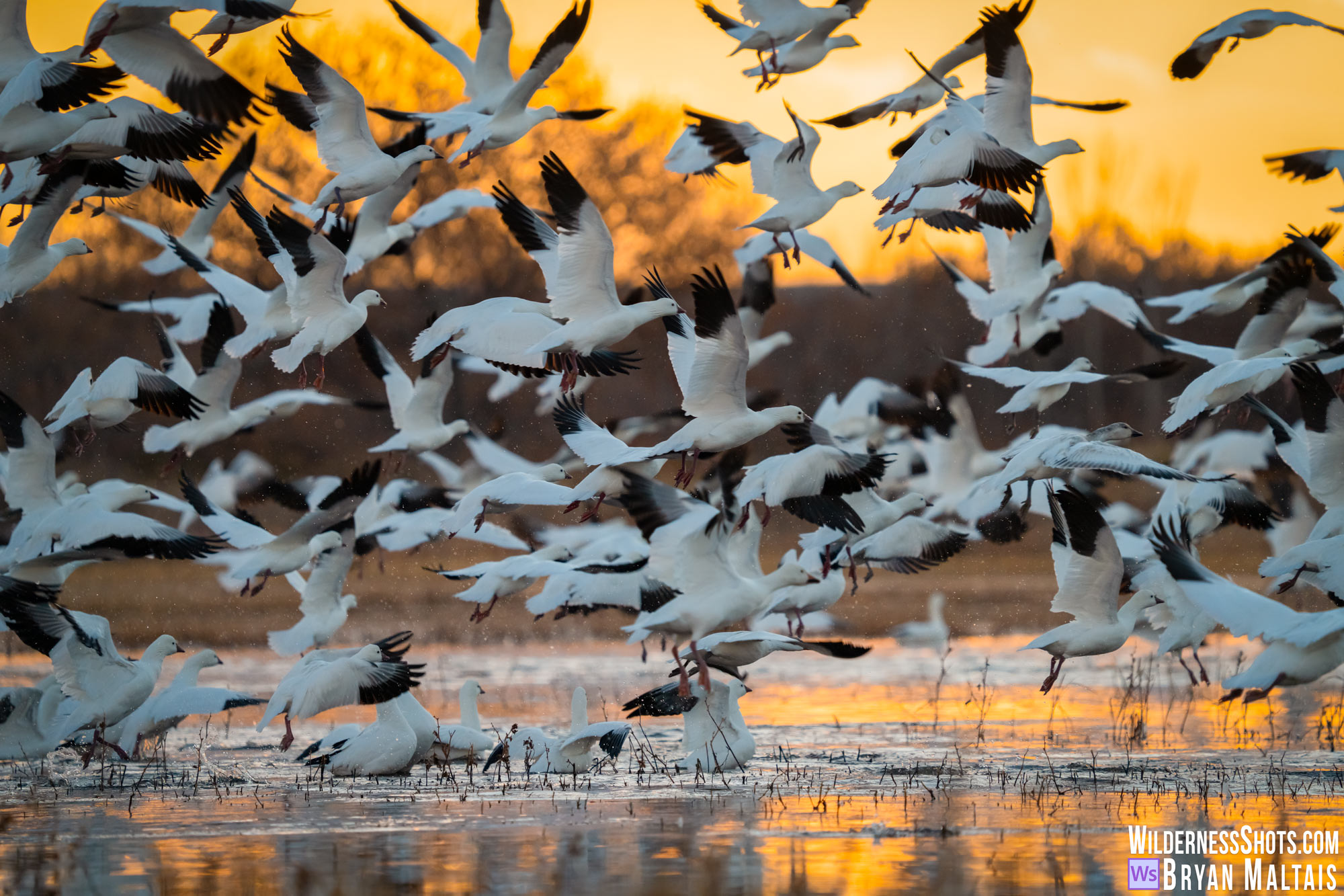 bosque del apache snow goose blast off preglow