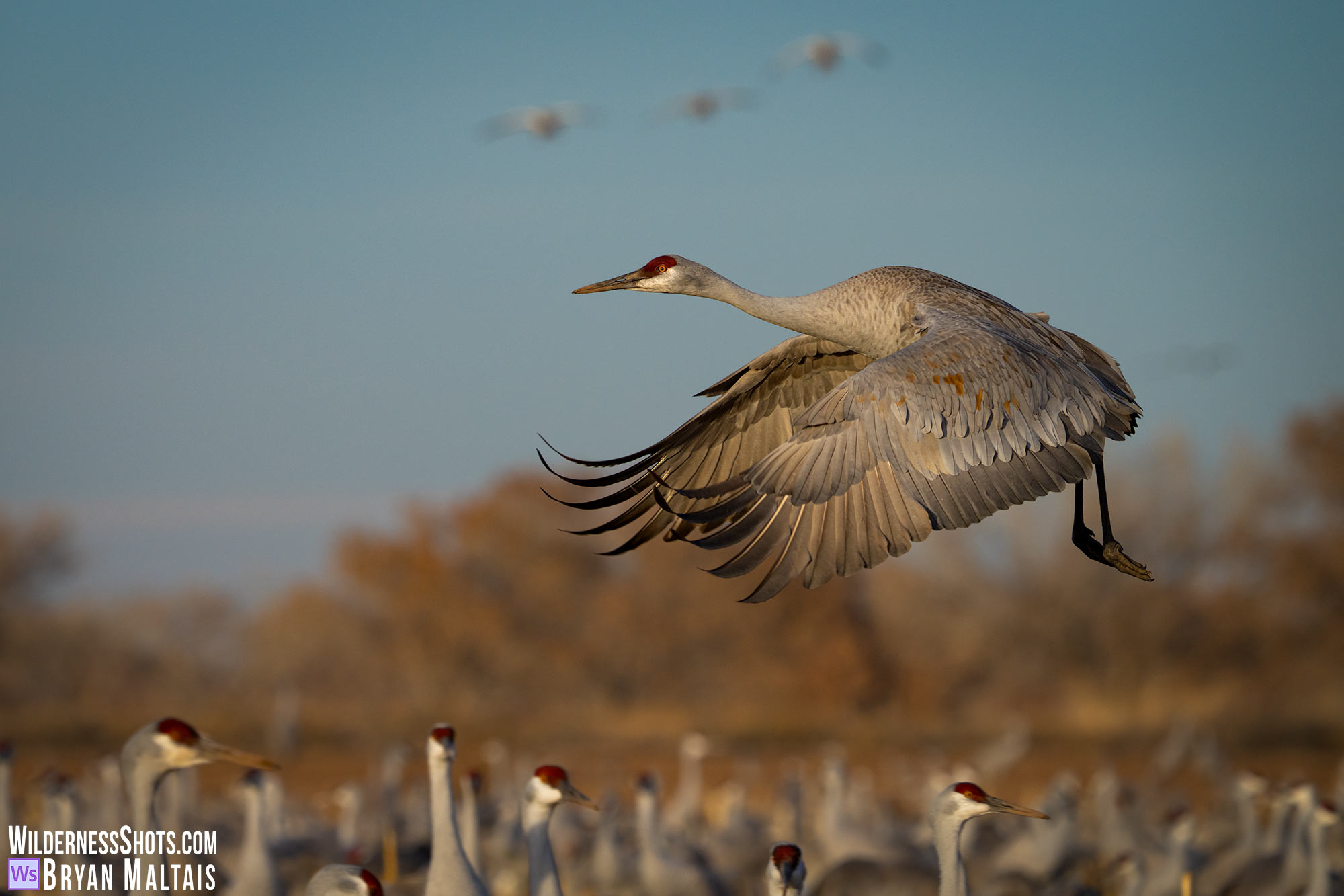 sandhill crane in flight bosque del apache nm