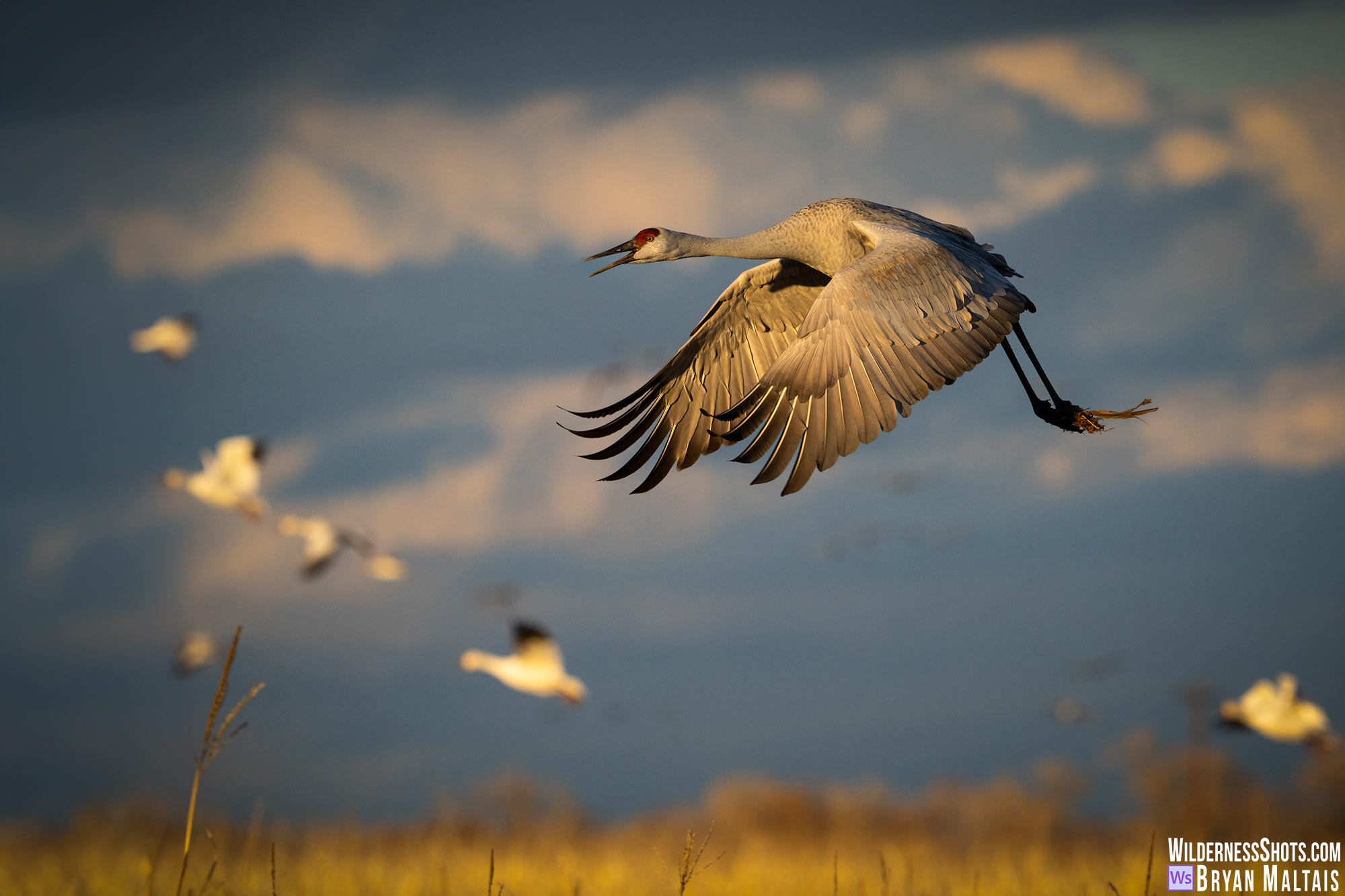sandhill crane in flight golden hour bosque del apache new mexico