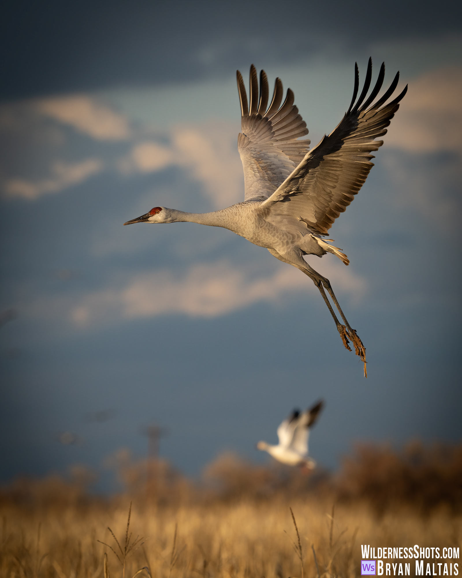 sandhill crane in flight vertical bosque del apache nm