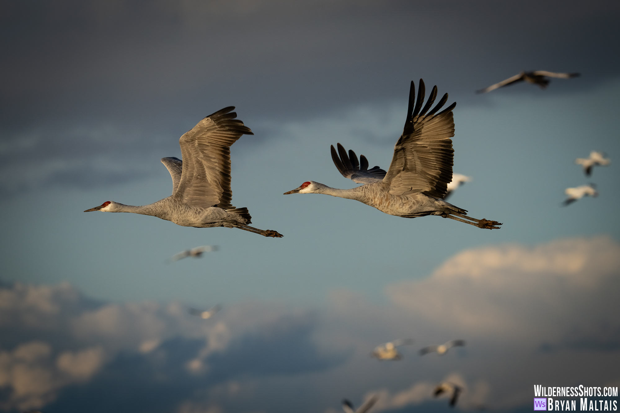 sandhill crane pair in flight bosque del apache