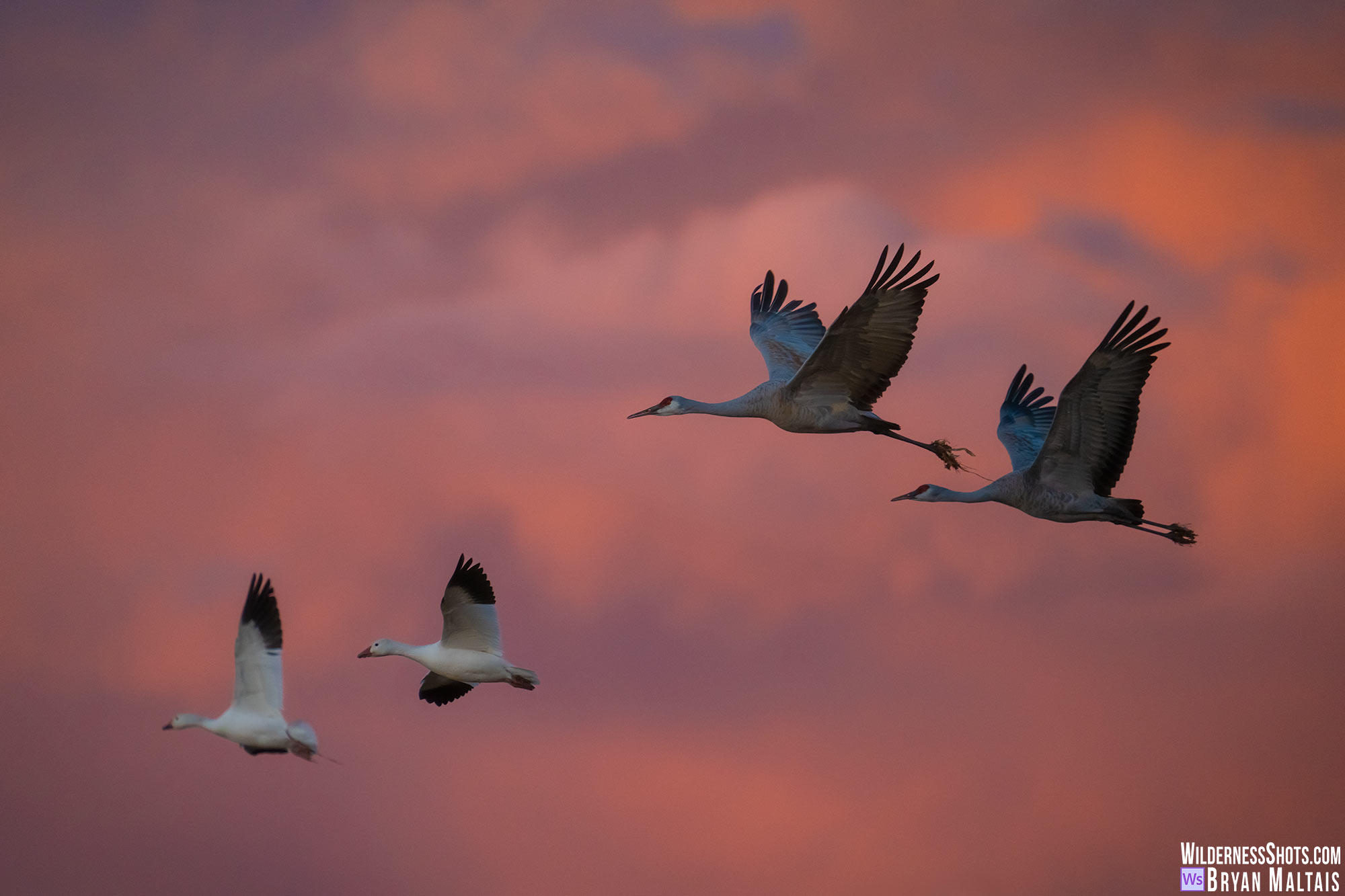 sandhill cranes and snow geese flying in red alpenglow bosque del apache