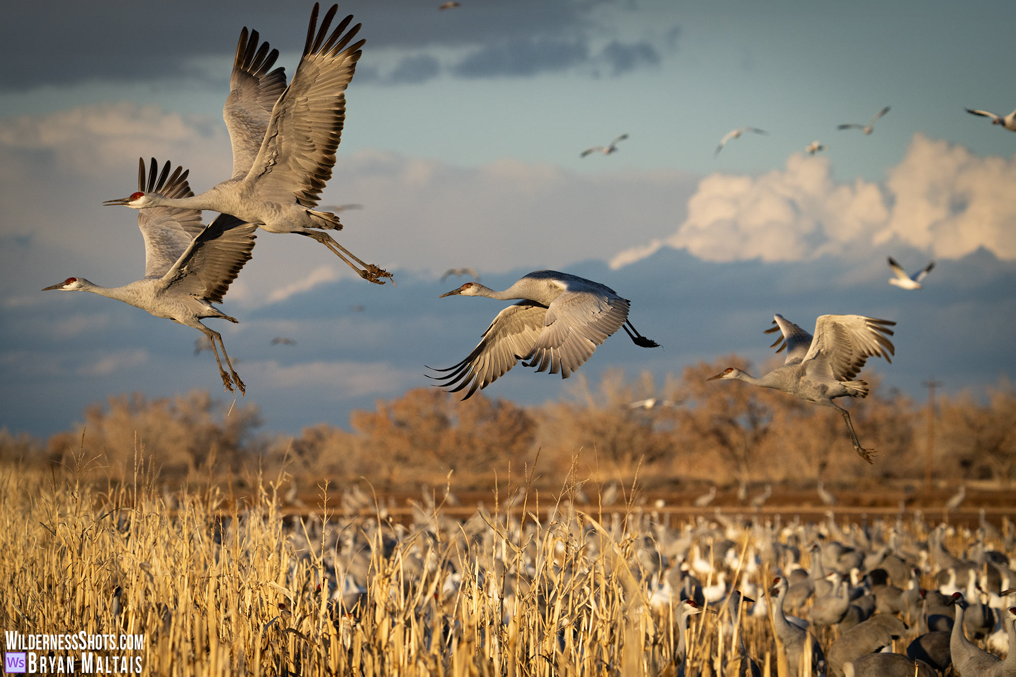 sandhill cranes in flight bosque del apache2