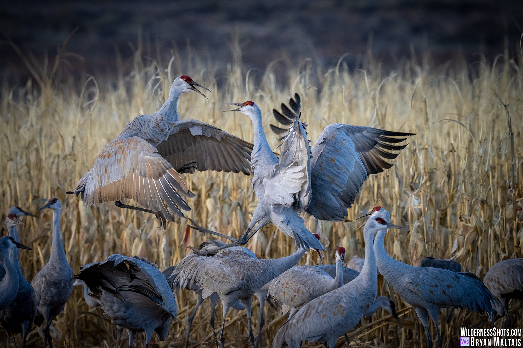 sandhill cranes sparring bernardo nm