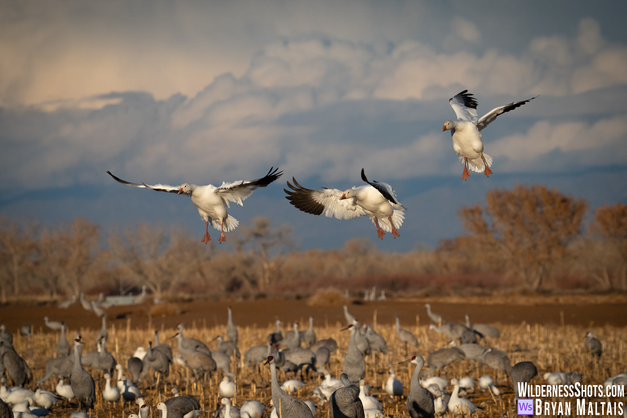 snow geese coming in for landing bosque del apache