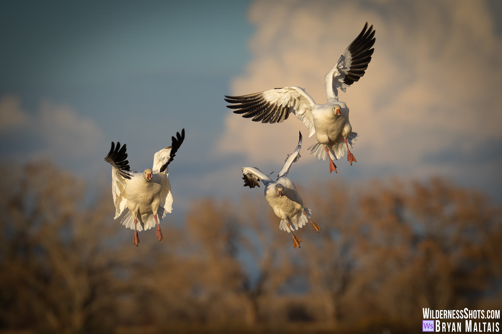 snow geese in mid flight bosque del apache