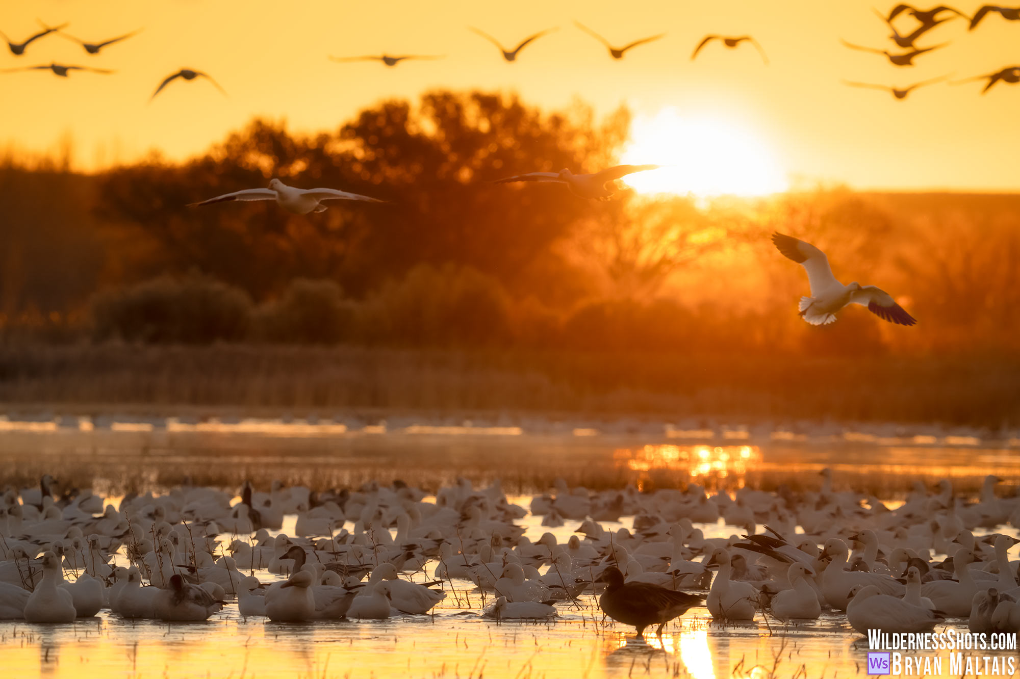 snow geese in rising sun bosque del apache nm