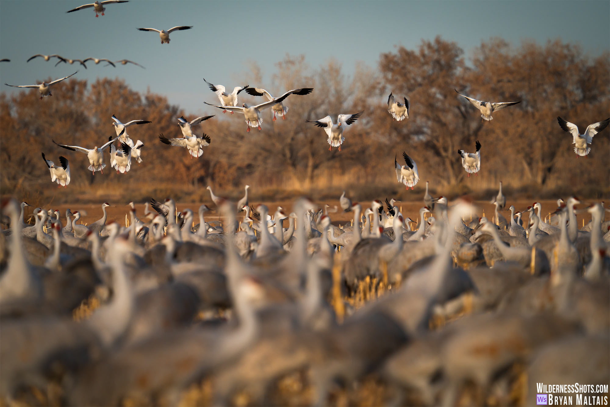 snow geese landing in field of sandhill cranes bosque del apache nm