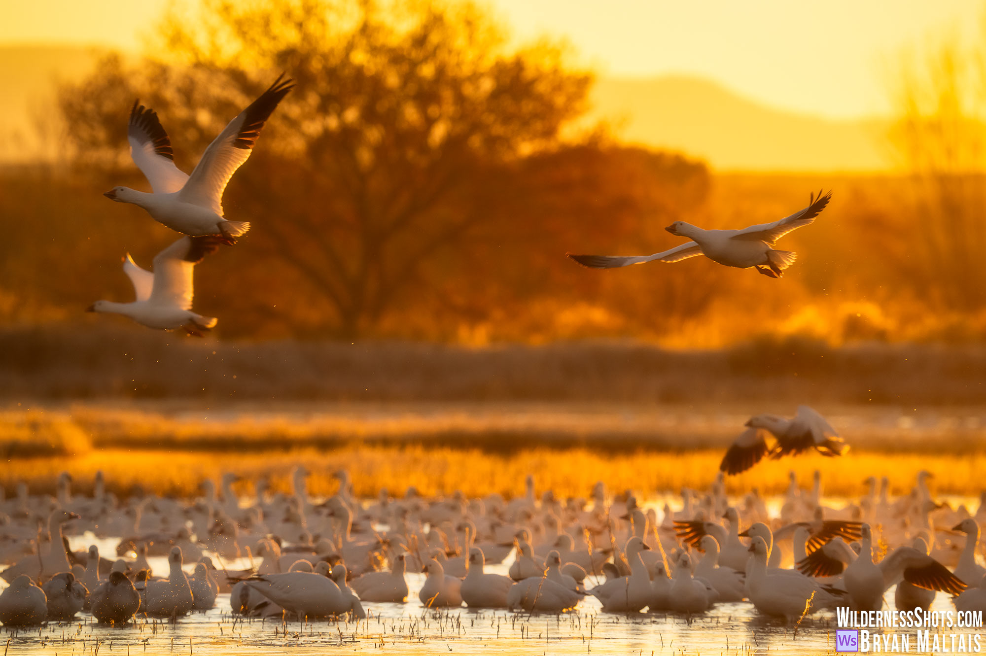 snow goose golden sunrise bosque del apache