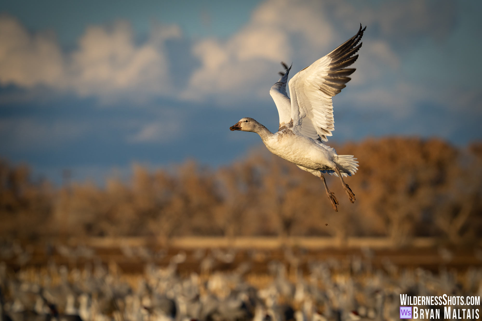 snow goose in flight bosque del apache nm 2