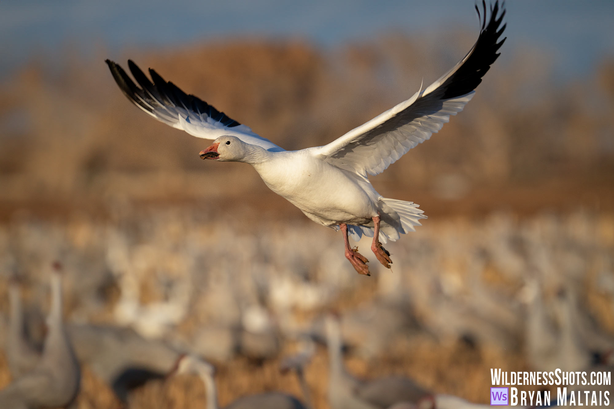 snow goose in flight bosque del apache nm