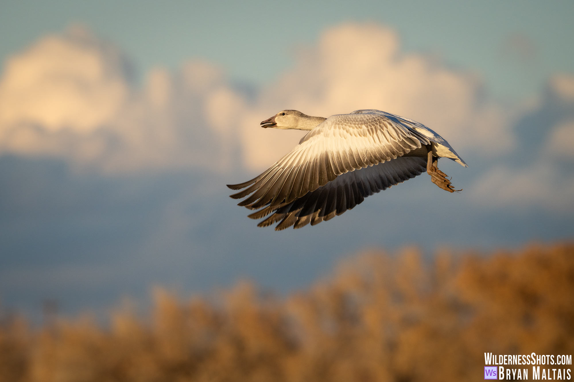 snow goose in flight golden hour bosque del apache