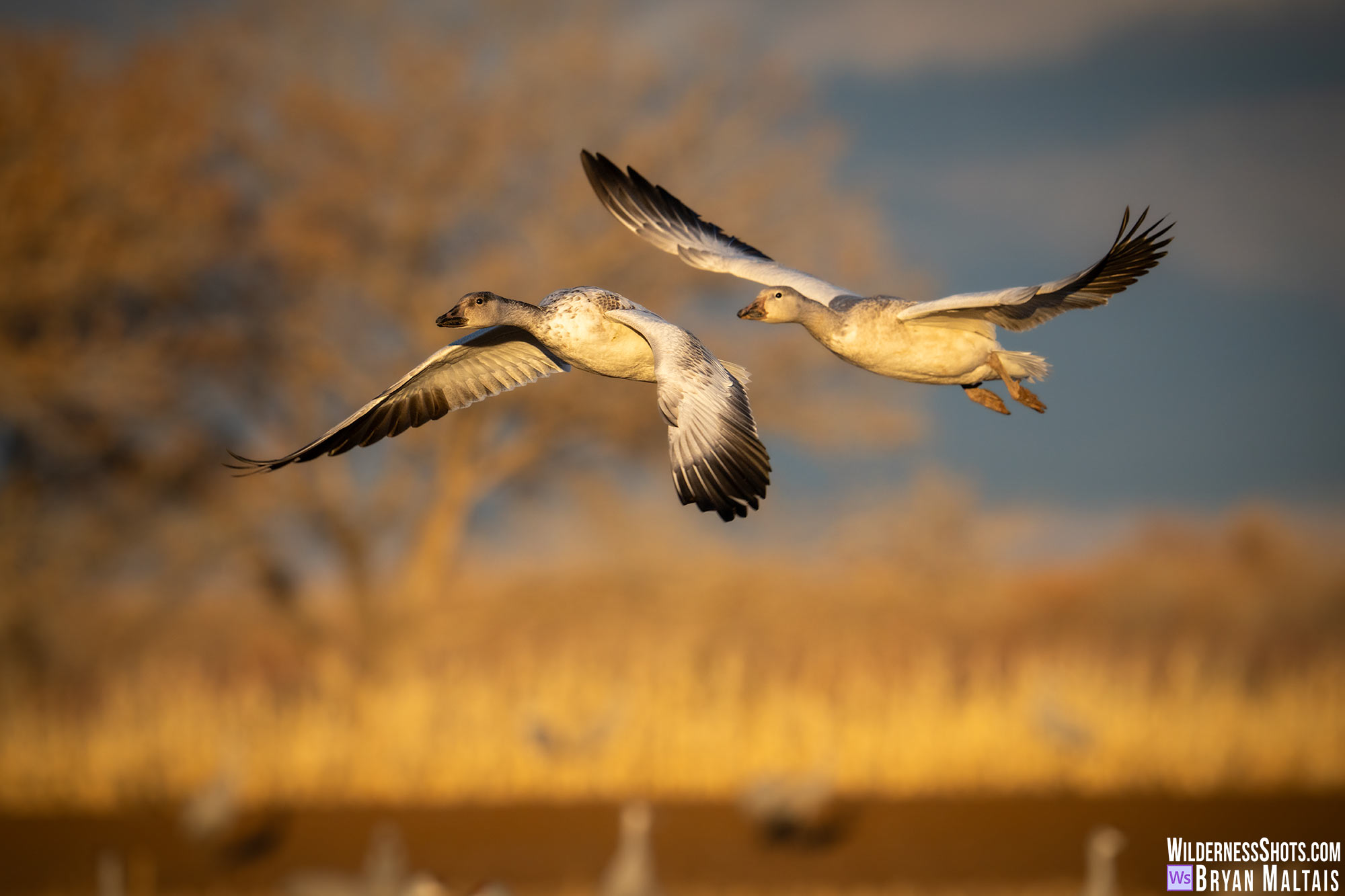 snow goose pair flying golden light bosque del apache