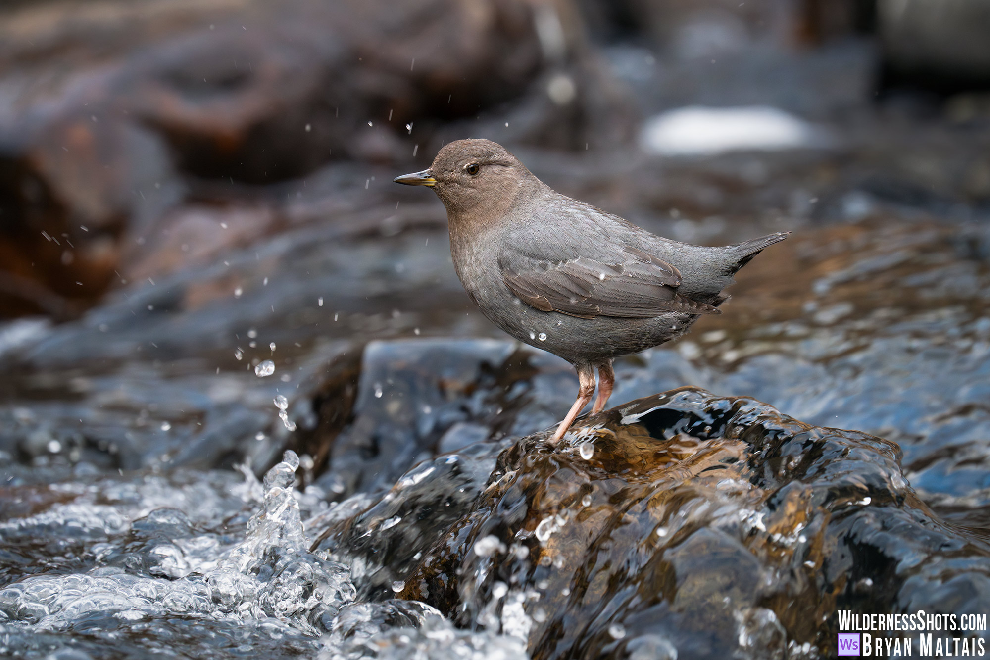 american dipper colorado wildlife photos