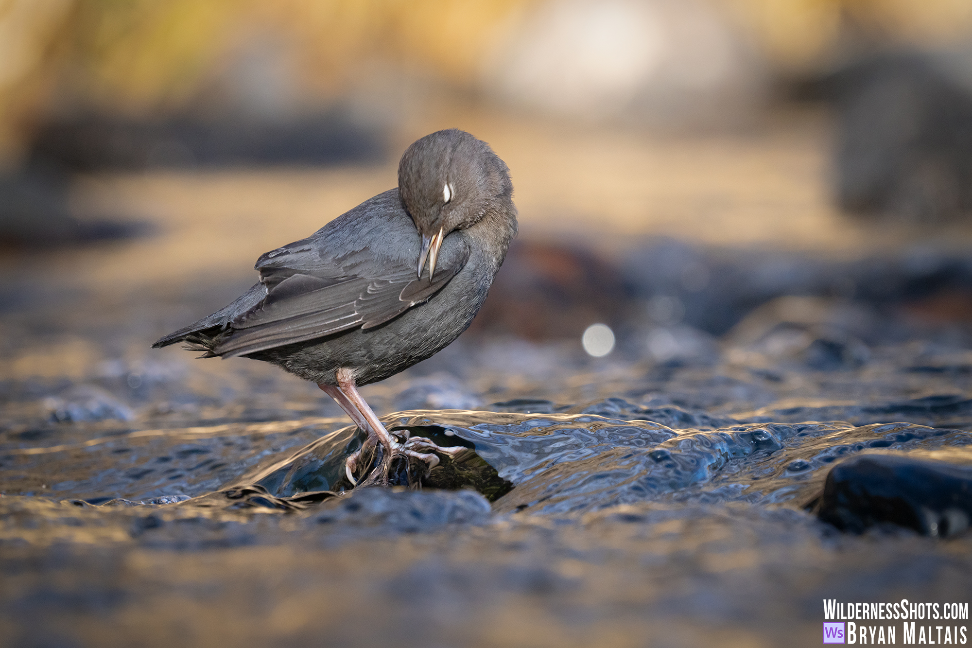 american dipper preening