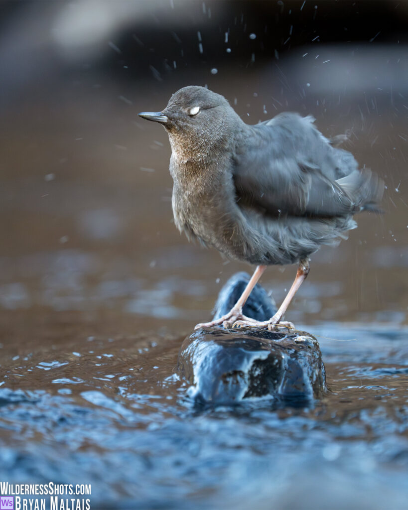 american dipper white eyelids shaking water