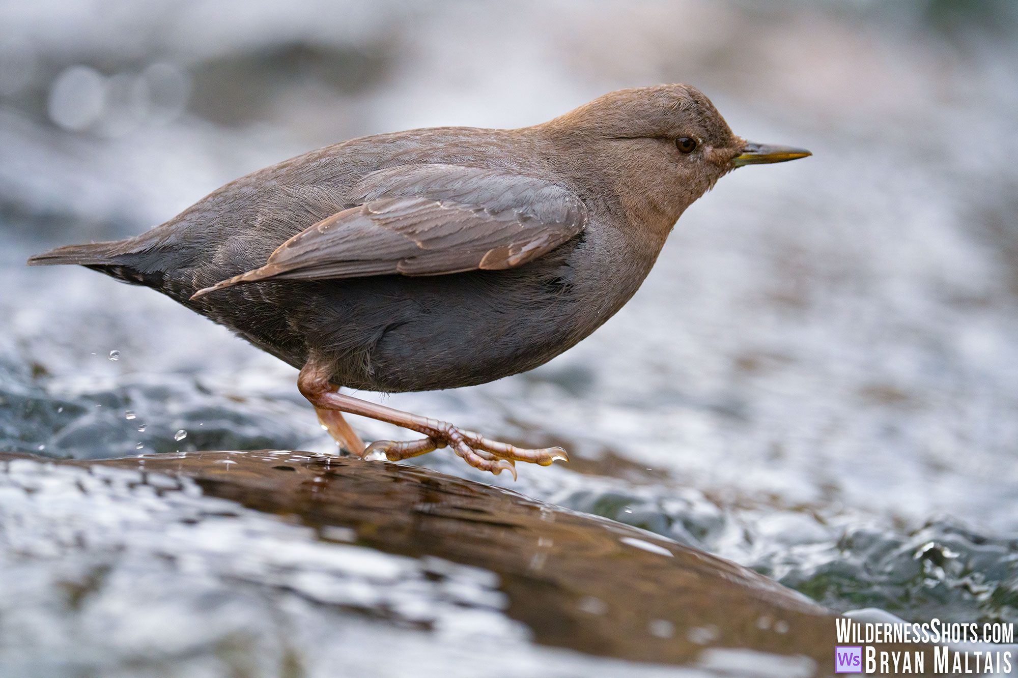 american dipper foot into stream