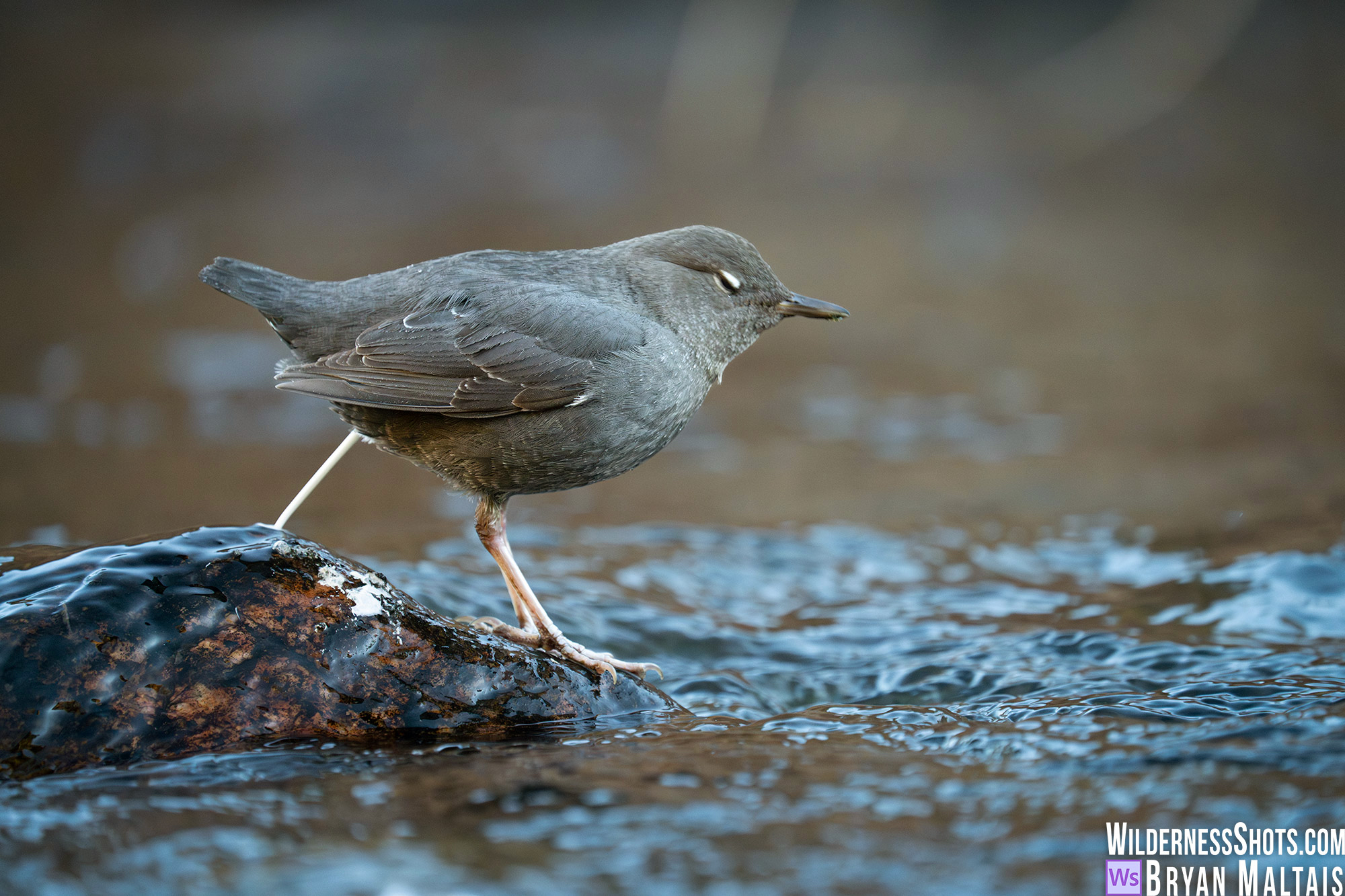 american dipper pooping