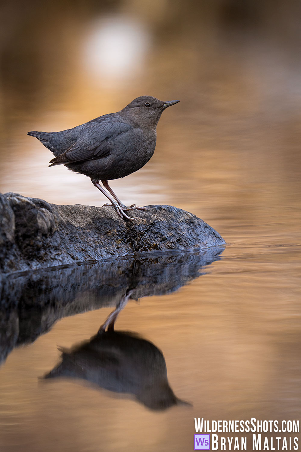 american dipper refelction