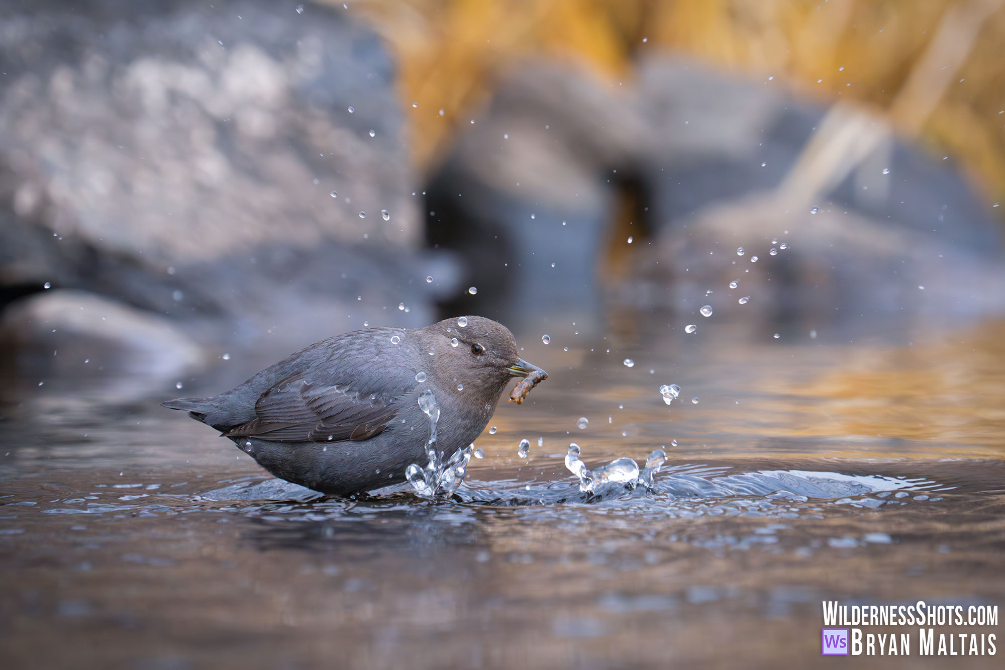 american dipper splashing cadisfly