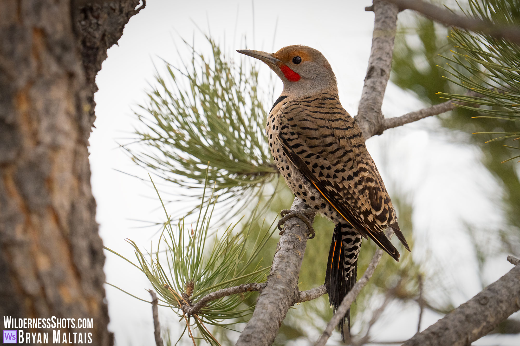 northern flicker fort collins colorado