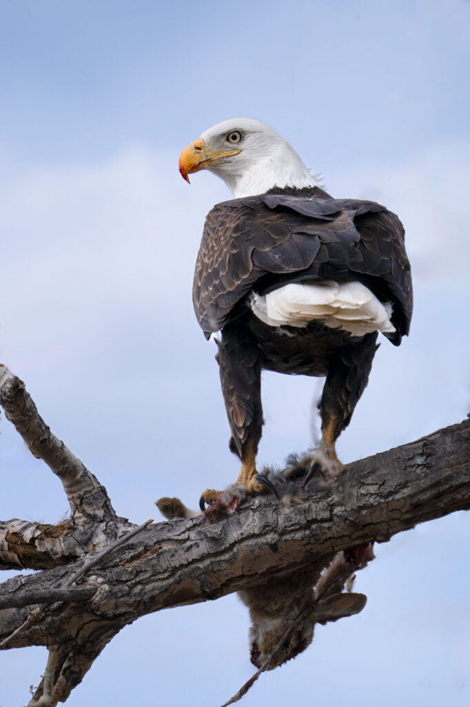 Bald Eagle Eating Rabbit Backyard