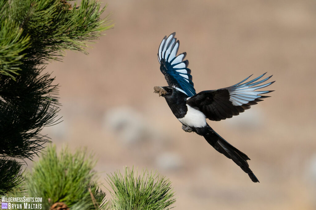 Black-billed Magpie Carrying Mud to Nest Fort Collins Bird Photo Prints