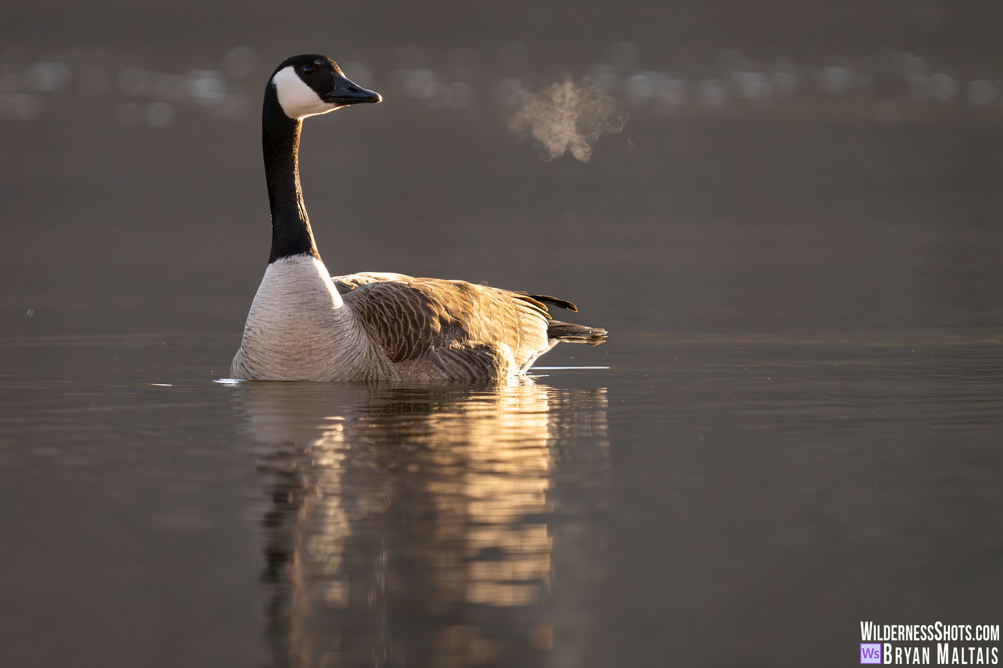 Canada Goose Morning Breath Bird Photography Photo Print