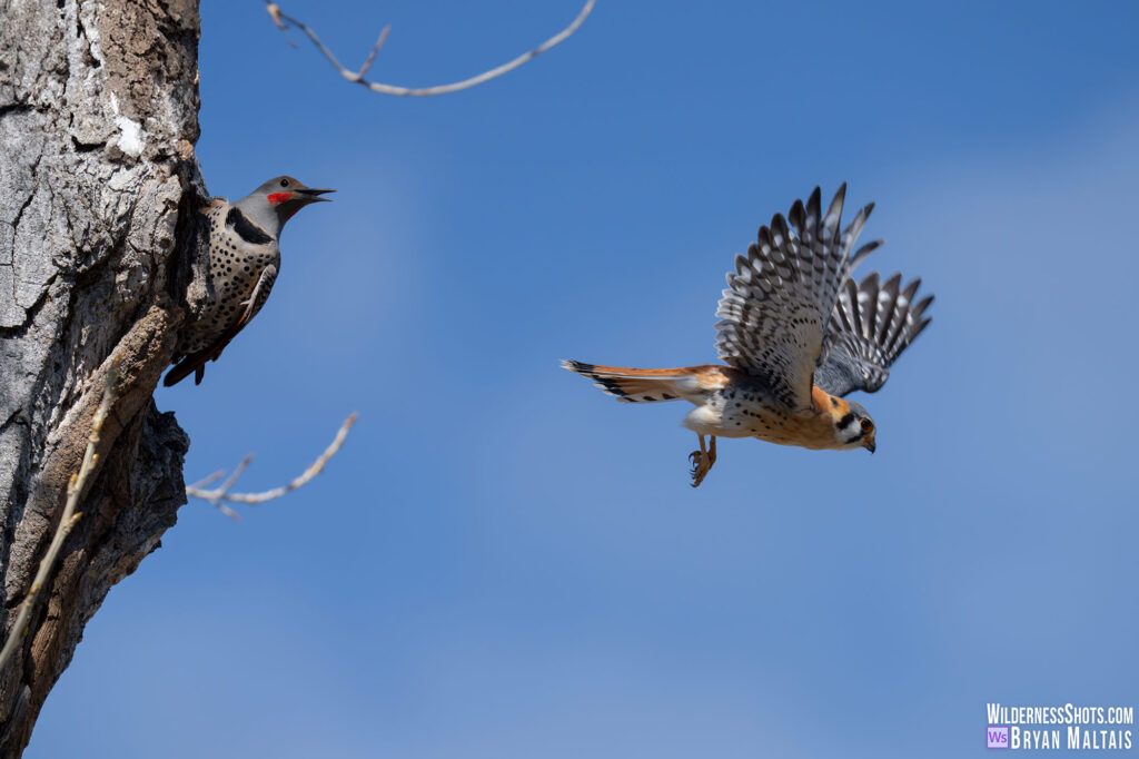 Kestrel and Northern Flicker on Tree Fort Collins Bird Photo Prints