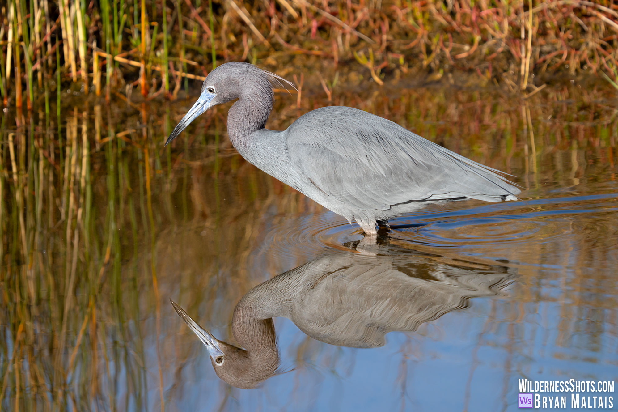 Little Blue Heron reflection meritt island fl photo print