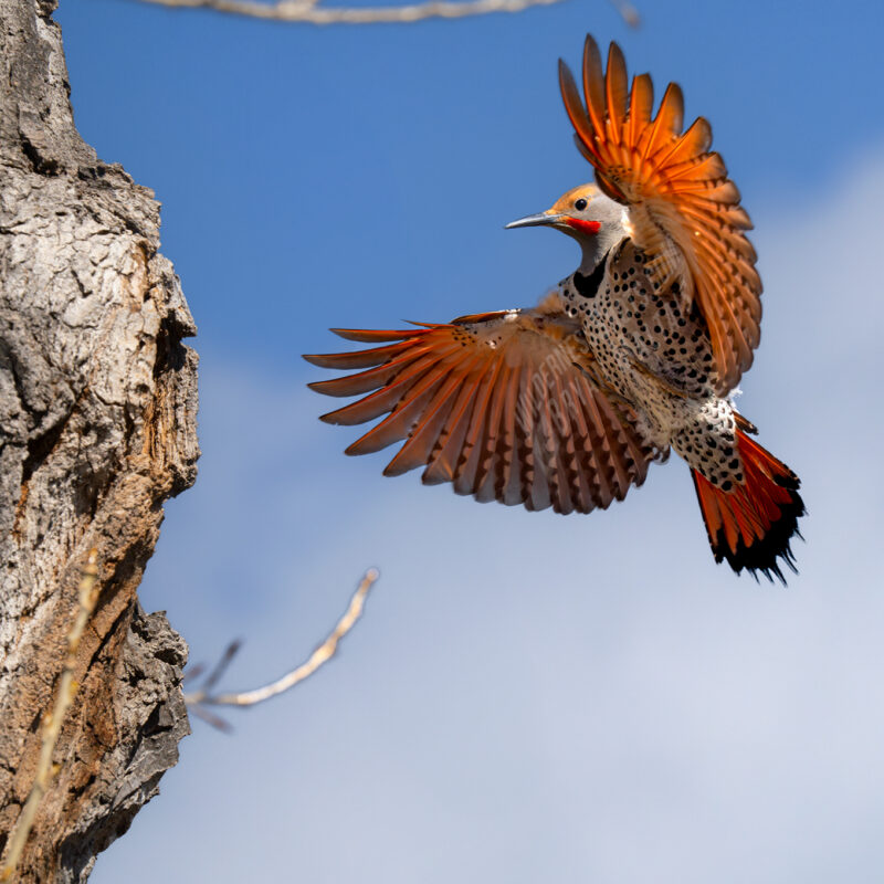 Northern Flicker Landing on Tree Fort Collins CO Bird Photo Print 2