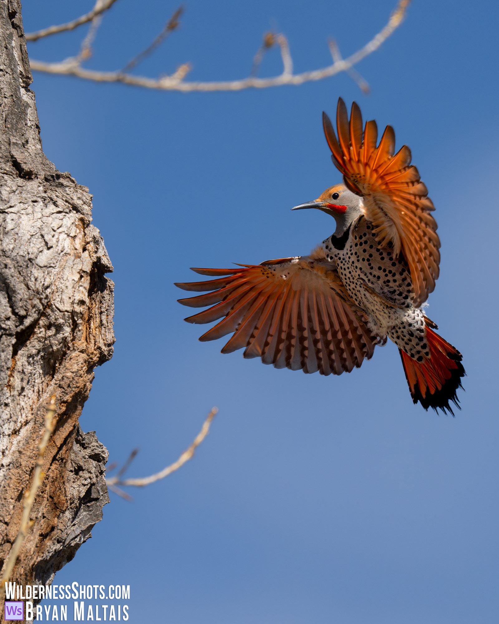Northern Flicker Landing on Tree Fort Collins CO Bird Photo Print 2