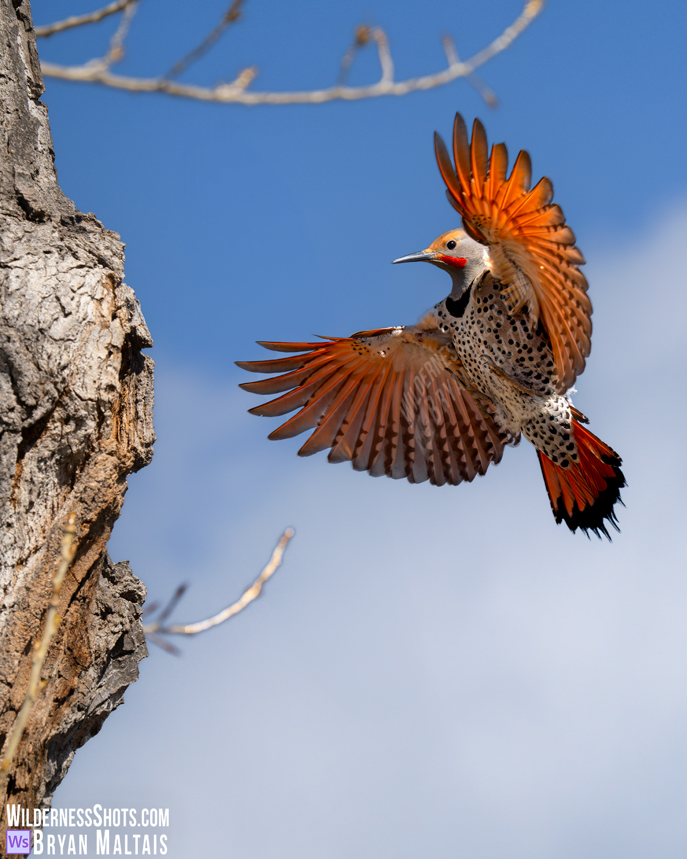 Northern Flicker Landing on Tree Fort Collins CO Bird Photo Print 2