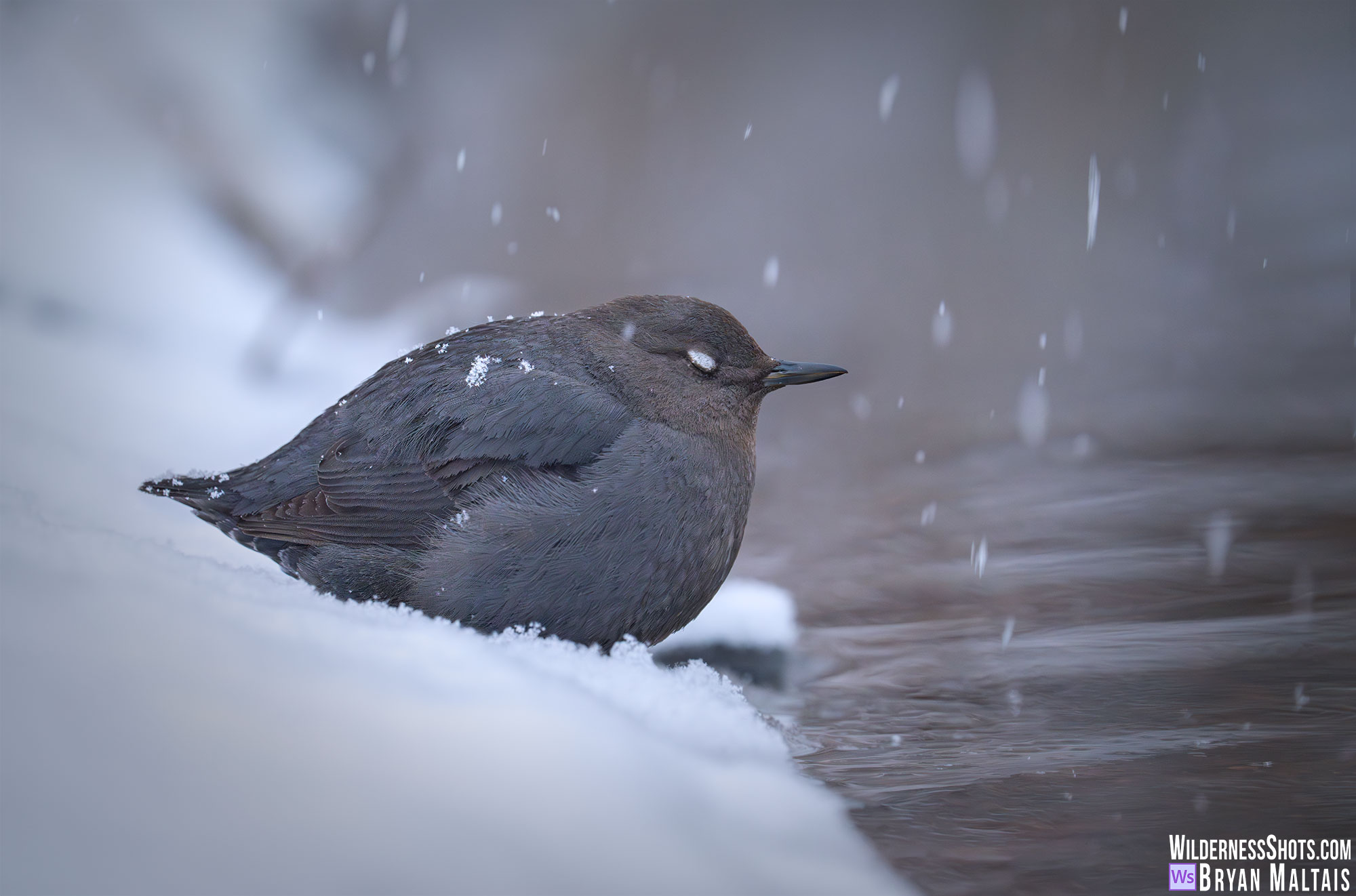 american dipper snow flakes eyes closed photo print