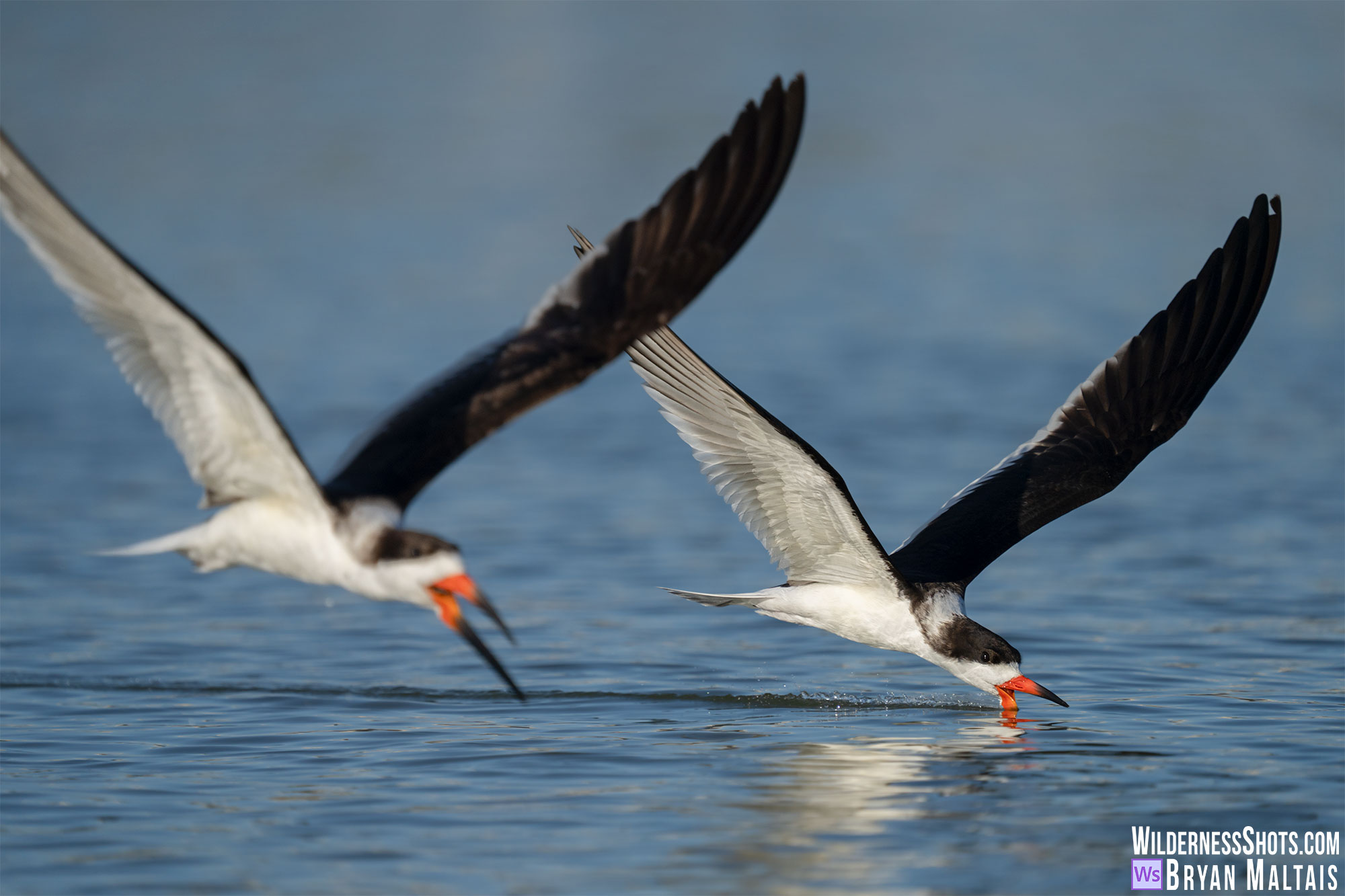 Black Skimmer Pair in flight Skimming Sebastian FL Bird Photography Print