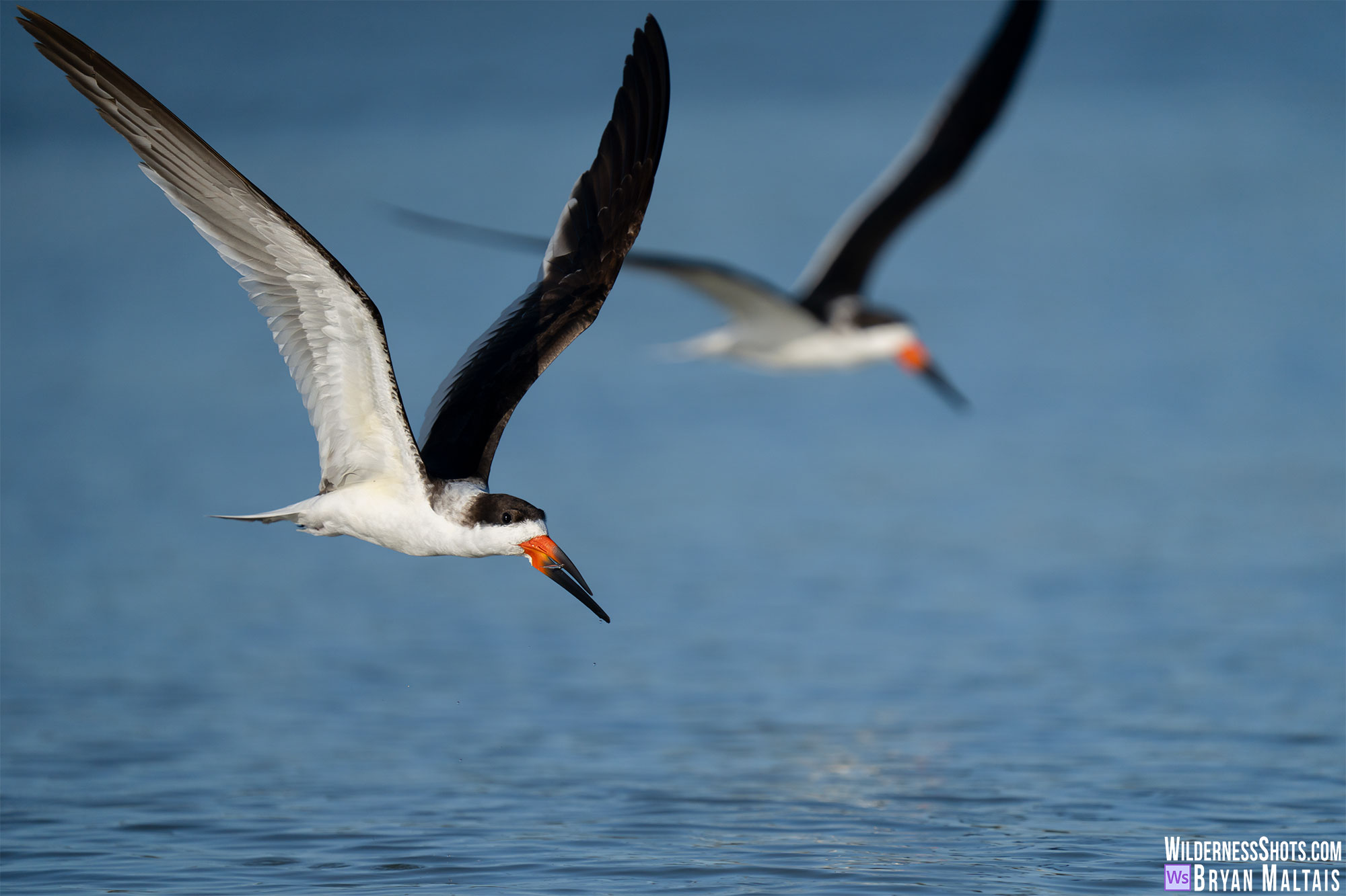 Black Skimmers Pair in Flight Sebastian FL Bird Photography Print