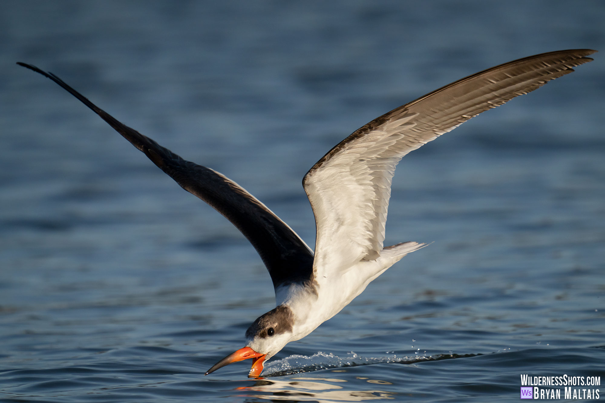Black Skimmer in Flight skimming sebastian FL bird photo print