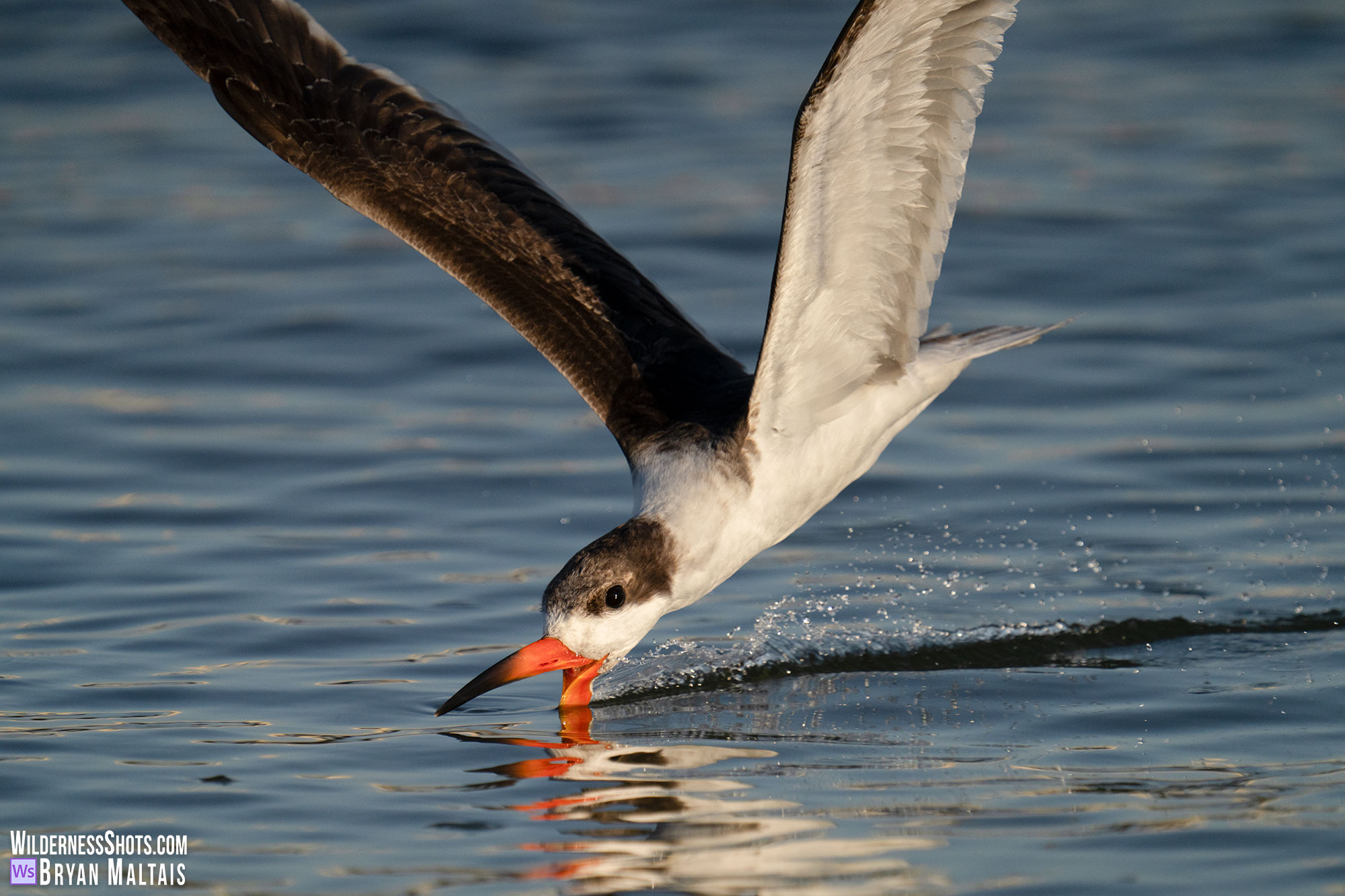 Black Skimmer in flight skimming Sebastian FL bird photo print