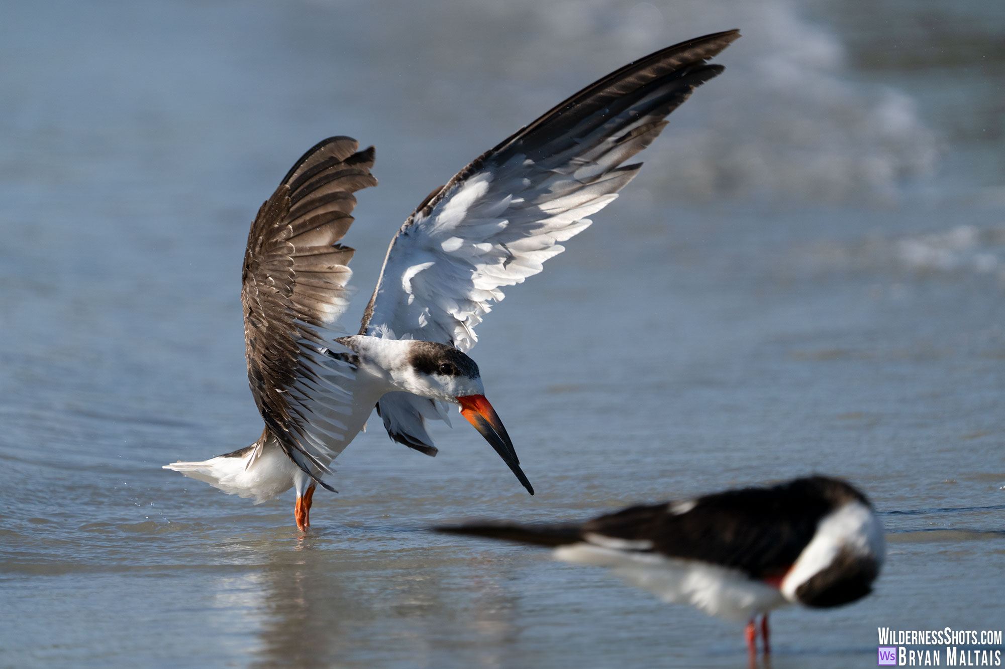 Black Skimmer Testing Wings, Sebastian FL Bird Photo Print