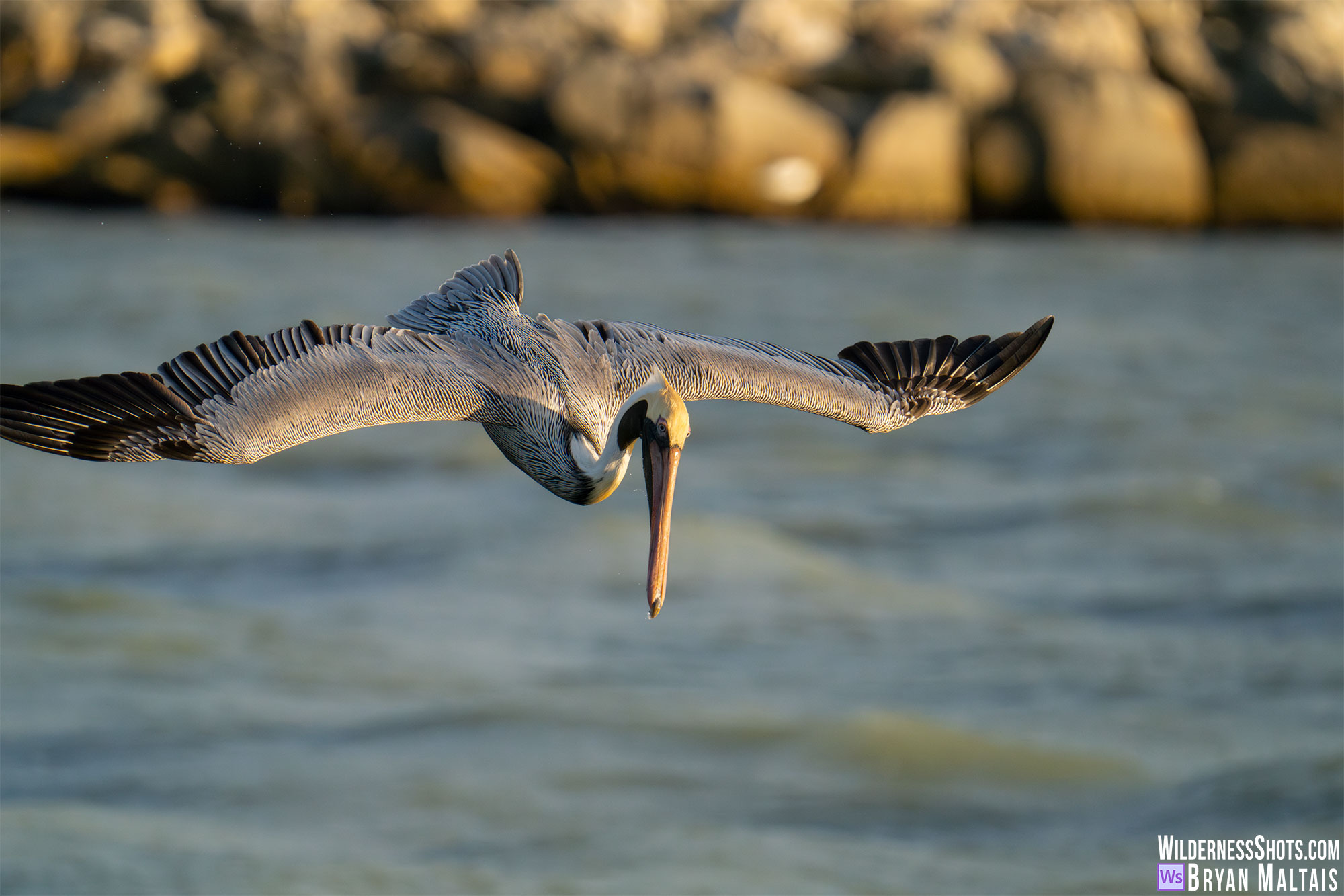 brown pelican diving sebastian fl photo print